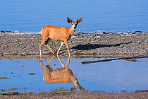 Mule deer (Odocoileus hemionus) buck at edge of Yellowstone Lake. Yellowstone National Park, Wyoming, USA. June.