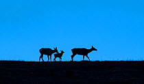 Elk (Cervus canadensis), two cows and calf silhouetted on ridge at dusk. Yellowstone National Park, Wyoming, USA. June.