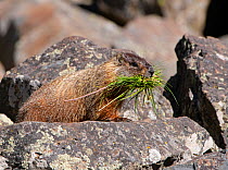 Yellow-bellied carmot (Marmota flaviventris) carrying grass in mouth, amongst rocks. Yellowstone National Park, Wyoming, USA. June.
