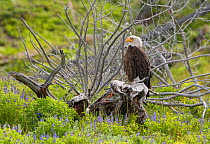 Bald eagle (Haliaeetus leucocephalus) perched on tree stump amongst Lupins (Lupinus sp). Yellowstone National Park, Wyoming, USA. June.