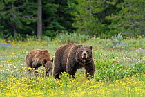 Grizzly bear (Ursus arctos horribilis) female and older cub, amongst flowers in meadow. Grand Teton National Park, Wyoming, USA. June.