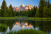 Coniferous forest and mountains reflected in beaver pond at sunrise. Grand Teton National Park, Wyoming, USA. June 2018.