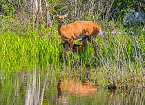 White-tailed deer (Odocoileus virginianus) doe with suckling fawn at edge of beaver pond. Acadia National Park, Maine, USA. June.