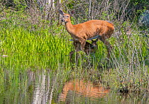 White-tailed deer (Odocoileus virginianus) doe and fawn at edge of beaver pond. Acadia National Park, Maine, USA. June.