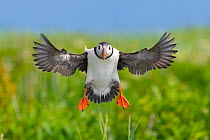 Atlantic puffin (Fratercula arctica) landing, wings outstretched. Machias Seal Island, off the coast of Maine, USA. July. This island is disputed between USA and Canada.