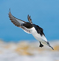 Razorbill (Alca torda) in flight. Machias Seal Island, Maine, USA / New Brunswick, Canada. July.