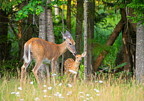 White-tailed deer (Odocoileus virginianus) doe licking fawn in grassland, at edge of woodland. Acadia National Park, Maine, USA. July.