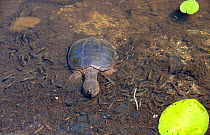 Common snapping turtle (Chelydra serpentina) on bottom of pond, view from above. Acadia National Park; Maine; USA. July.