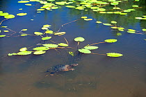 Common snapping turtle (Chelydra serpentina) swimming below surface in pond. Acadia National Park; Maine; USA. July.