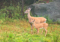 White-tailed deer (Odocoileus virginianus) doe and fawn standing in grassland in light mist. Acadia National Park, Maine, USA. August.
