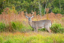 White-tailed deer (Odocoileus virginianus) buck standing in grassland. Acadia National Park, Maine, USA. October.