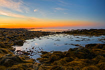 Rockpool and Seaweed covered rocky shore at dawn. Acadia National Park, Maine, USA. October 2013.