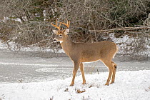 White-tailed deer (Odocoileus virginianus) buck standing in snow. Acadia National Park, Maine, USA. November.