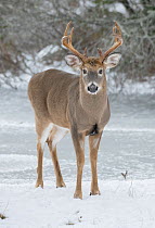 White-tailed deer (Odocoileus virginianus) buck standing in snow, portrait. Acadia National Park, Maine, USA. November.