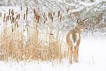 White-tailed deer (Odocoileus virginianus) fawn standing beside Bulrushes (Typha sp) on snow-covered pond. Acadia National Park, Maine, USA. December.