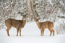 White-tailed deer (Odocoileus virginianus) doe and fawn standing on snow covered pond. Acadia National Park, Maine, USA. January.