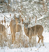 White-tailed deer (Odocoileus virginianus) doe and fawn standing amongst Bulrushes on snow covered pond. Acadia National Park, Maine, USA. January.