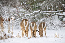 White-tailed deer (Odocoileus virginianus), doe and fawns feeding in a row on snow covered pond, rear view. Acadia National Park, Maine, USA. January.