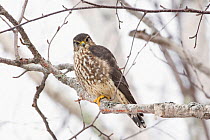 Merlin (Falco columbarius) perched in tree. Acadia National Park; Maine; USA. February.
