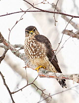Merlin (Falco columbarius) perched in tree. Acadia National Park; Maine; USA. February.