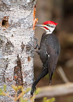 Pileated woodpecker (Dryocopus pileatus) feeding, on tree trunk. Acadia National Park, Maine, USA. February.
