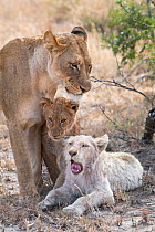 Lion (Panthera leo) female and cubs, one cubs a leucistic white  male. Greater Kruger National Park, South Africa.
