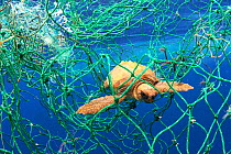 Loggerhead turtle (Caretta caretta) young animal tangled in fishing net. Tenerife, Canary Islands. 2019.