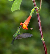 Green-crowned brilliant hummingbird (Heliodoxa jacula) nectaring on flower. Costa Rica.