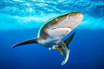 Oceanic whitetip shark (Carcharhinus longimanus) swimming close to surface. Brothers Islands, Egypt.