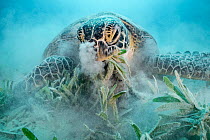 Green turtle (Chelonia mydas) feeding on Seagrass (Halophila stipulacea), blowing sand out of nostrils, on sea floor. Marsa El Shouna, Marsa Alam, Egypt.