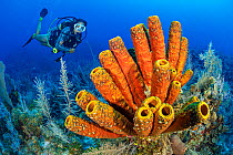 Yellow tube sponge (Aplysina fistularis) on coral reef, diver exploring in background. Black Rock Drop Off, East End, Grand Cayman, Cayman Islands, British West Indies. Model released.