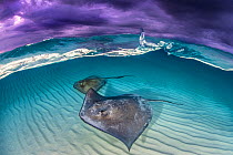 Southern stingray (Dasyatis americana) two swimming over sand bar, under stormy sky. Grand Cayman, Cayman Islands. British West Indies.