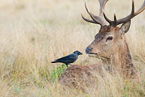Jackdaw (Corvus monedula) searching for ticks on Red deer (Cervus elaphus) stag resting in grassland. Richmond Park, London, England, UK.