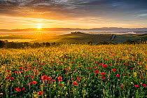 Field of flowering Poppies (Papaver rhoeas) at sunrise,   Val d&#39;Orcia, Tuscany, Italy. May 2019.