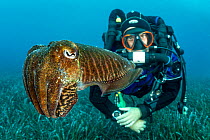 Common cuttlefish (Sepia officinalis) above seabed with  diver observing it,. Vis Island, Croatia. 2019.