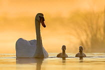 Mute swan (Cygnus olor) swimming with cygnets in misty lake in morning light. Richmond Park, London, England, UK. May.