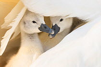 Mute swan (Cygnus olor), two cygnets sheltering under parent&#39;s wing. Richmond Park, London, England, UK. April.