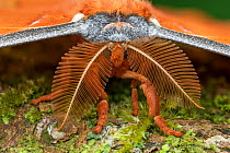 Tussah moth (Antheraea godmani) close-up of head and bipectinate antennae. Santa Clara, Chiriqui Province, Panama. Focus stacked image.