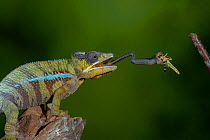 Panther chameleon (Furcifer pardalis) catching Locust with tongue. Controlled conditions. Sequence 2 of 4.