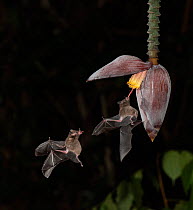 Leaf-nosed bat (Phyllostomidae sp) nectaring on Banana (Musa sp) flower. Costa Rica. Digital composite.