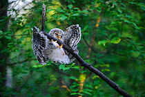 Ural owl (Strix uralensis) fledgling trying to get back onto branch after losing balance. Owlet&#39;s first day out of nest. Tartumaa County, Southern Estonia. June.