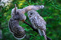 Ural owl (Strix uralensis) female watching fledgling attempting to balance on branch. Owlet&#39;s first day out of nest. Tartumaa County, Southern Estonia. June.