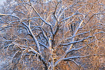 Oak (Quercus sp), mature tree covered with fresh snowfall, in evening light. Near Halliste River, Soomaa National Park, Viljandimaa County, Estonia. February.