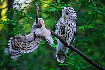 Ural owl (Strix uralensis) female watching fledgling learning to climb and balance on branch. Owlet&#39;s first day out of nest. Tartumaa County, Southern Estonia. June.