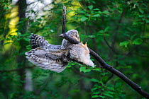 Ural owl (Strix uralensis) fledgling attempting to balance on branch using beak, talons and wings, owlets&#39; first day out of nest. Tartumaa County, Southern Estonia. June.