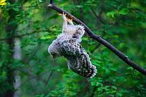 Ural owl (Strix uralensis) fledgling hanging upside down from branch after losing balance, owlets&#39; first day out of nest. Tartumaa County, Southern Estonia. June.