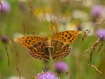 Silver-washed fritillary butterfly (Argynnis paphia) Akershus, Norway, July.