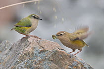 New Zealand rock wren (Xenicus gilviventris) pair perched on rock, female with caterpillar in beak presented to her by male in courtship. Arthur&#39;s Pass National Park, Southern Alps, New Zealand. O...