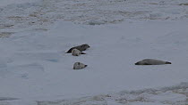 Crabeater seals (Lobodon carcinophagus) on an ice floe, Antarctica.