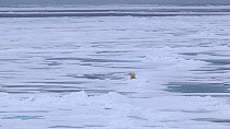 Wide angle shot of a Polar bear (Ursus maritimus) walking on melting pack ice, Svalbard, Norway, 2016.